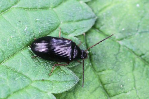 Gonodera luperus
